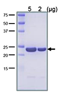 LexA | LexA repressor (protein, positive control) in the group Antibodies Other Species / Bacteria at Agrisera AB (Antibodies for research) (AS21 4541P)